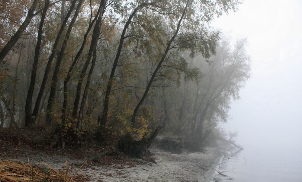 Фотографія Туман,  дерева,самотність. / Volodymyr Shapoval VISt / photographers.ua