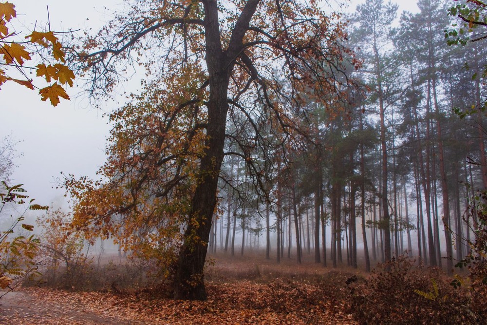 Фотографія Розмиті фарбою тумани. / Volodymyr Shapoval VISt / photographers.ua