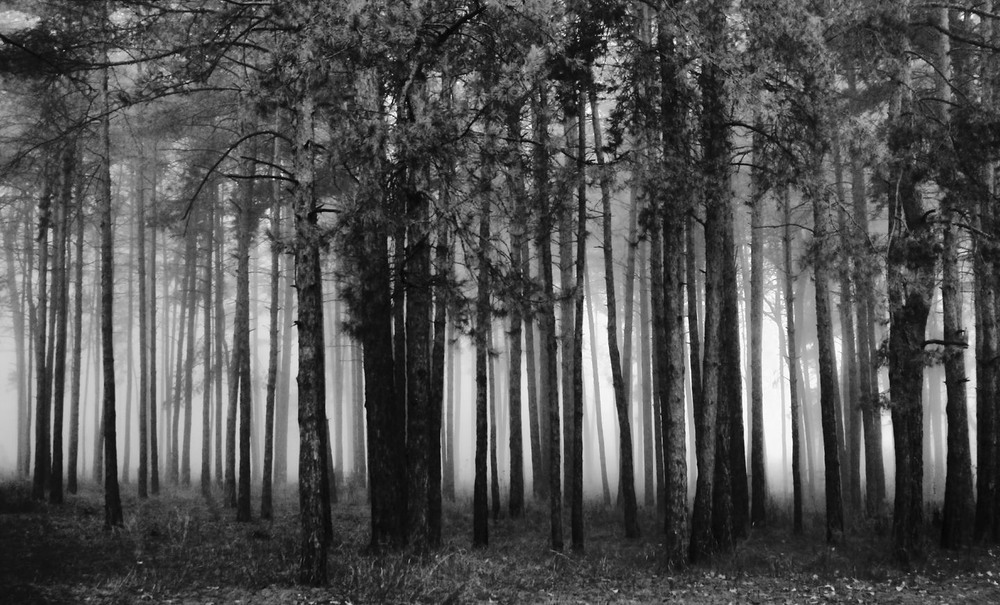 Фотографія Дерева в своїх снах. / Volodymyr Shapoval VISt / photographers.ua