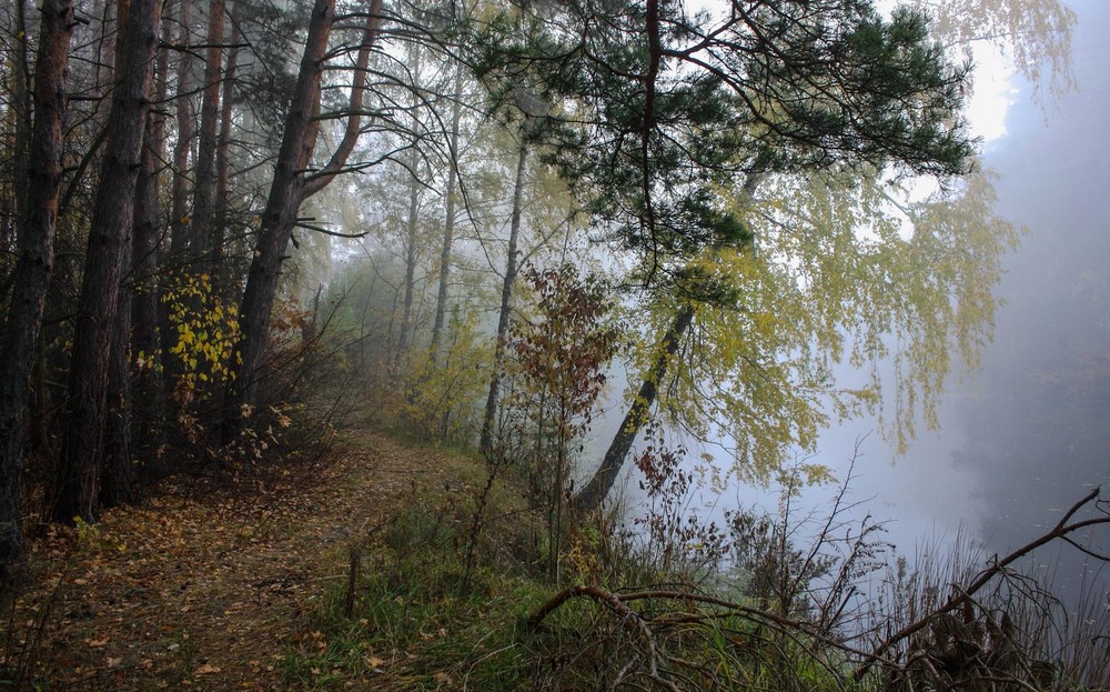 Фотографія Стежками осіннього замріяного лісу. / Volodymyr Shapoval VISt / photographers.ua