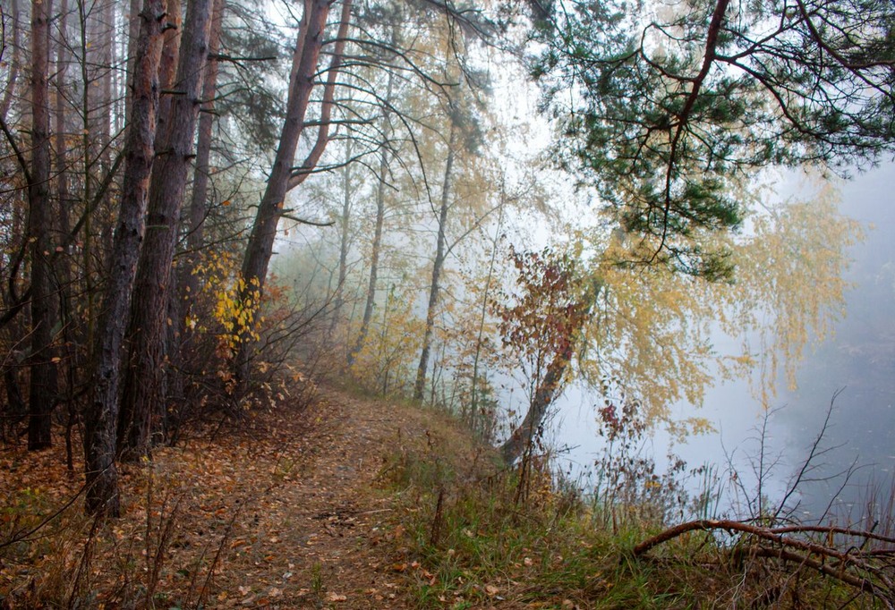 Фотографія І десь хихоче химородь лісна / Volodymyr Shapoval VISt / photographers.ua