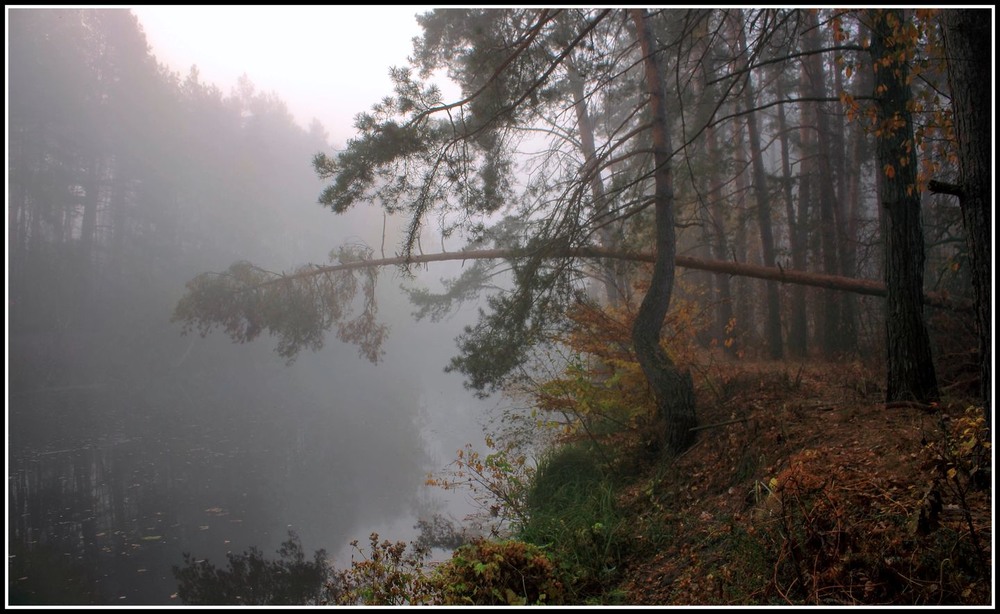 Фотографія Осінній ліс – це королівство.... / Volodymyr Shapoval VISt / photographers.ua