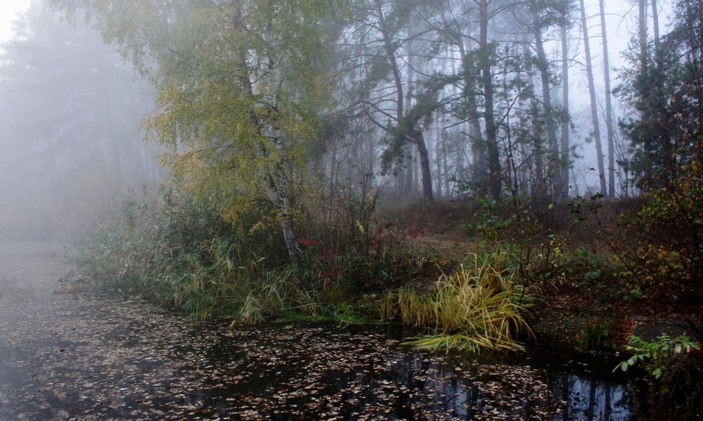 Фотографія Лісом гуляє туман / Volodymyr Shapoval VISt / photographers.ua