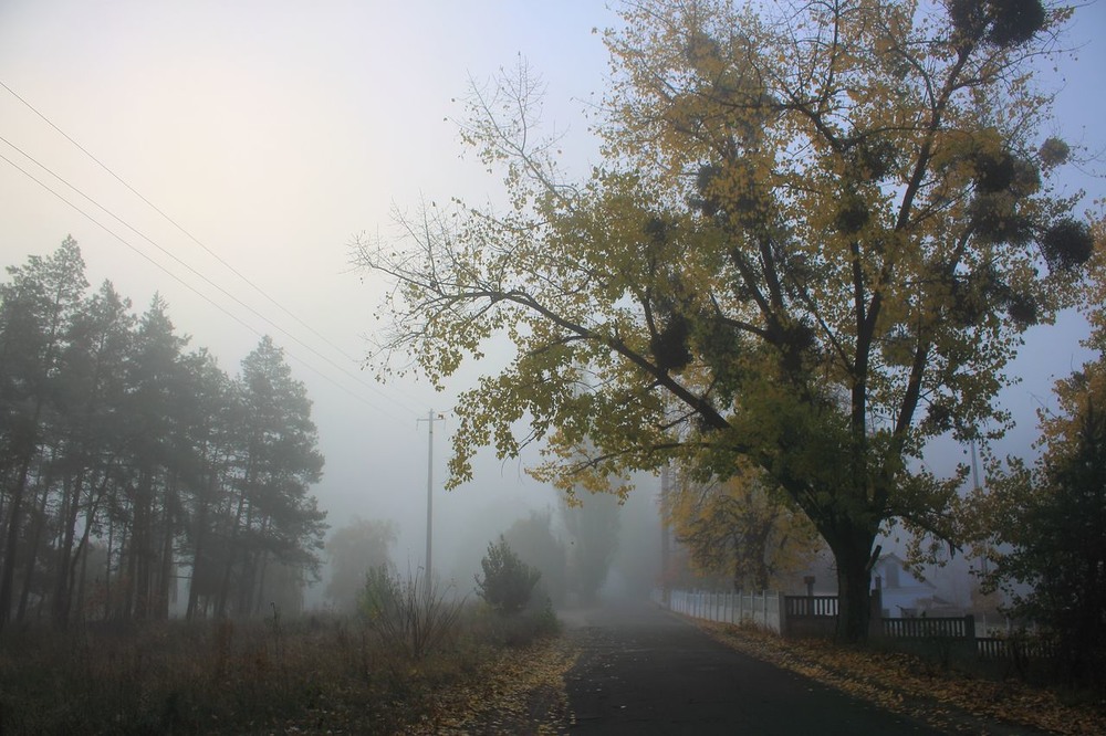 Фотография Осінній ранок – як індикатор. / Volodymyr Shapoval VISt / photographers.ua