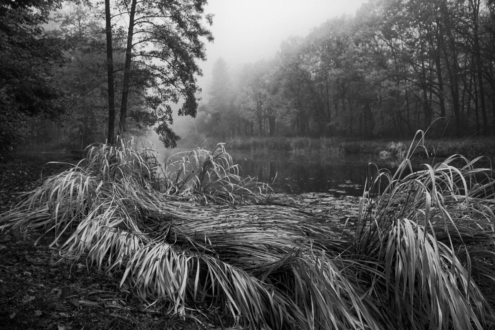 Фотографія Блукаючи осіннім лісом, / Volodymyr Shapoval VISt / photographers.ua