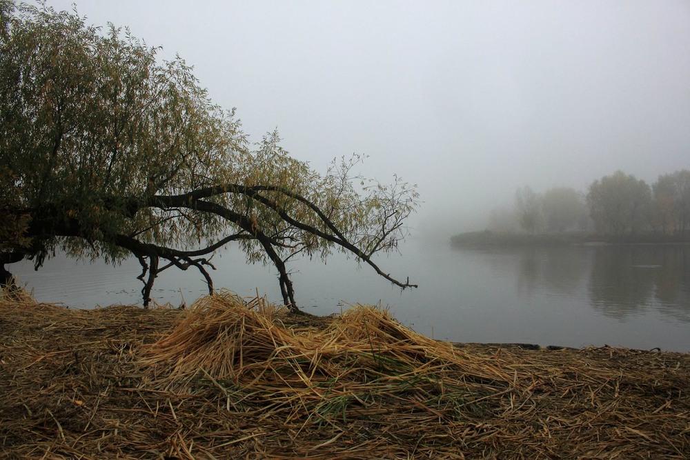 Фотографія Вже зникли і птахи в сивому тумані. / Volodymyr Shapoval VISt / photographers.ua