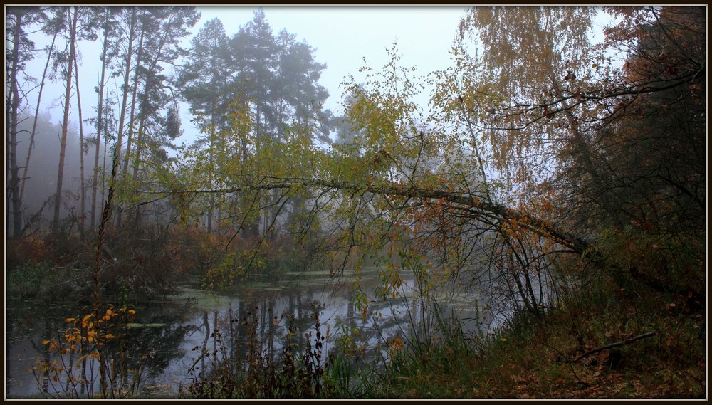 Фотографія Про туман ,дерева,що ця осінь така. / Volodymyr Shapoval VISt / photographers.ua