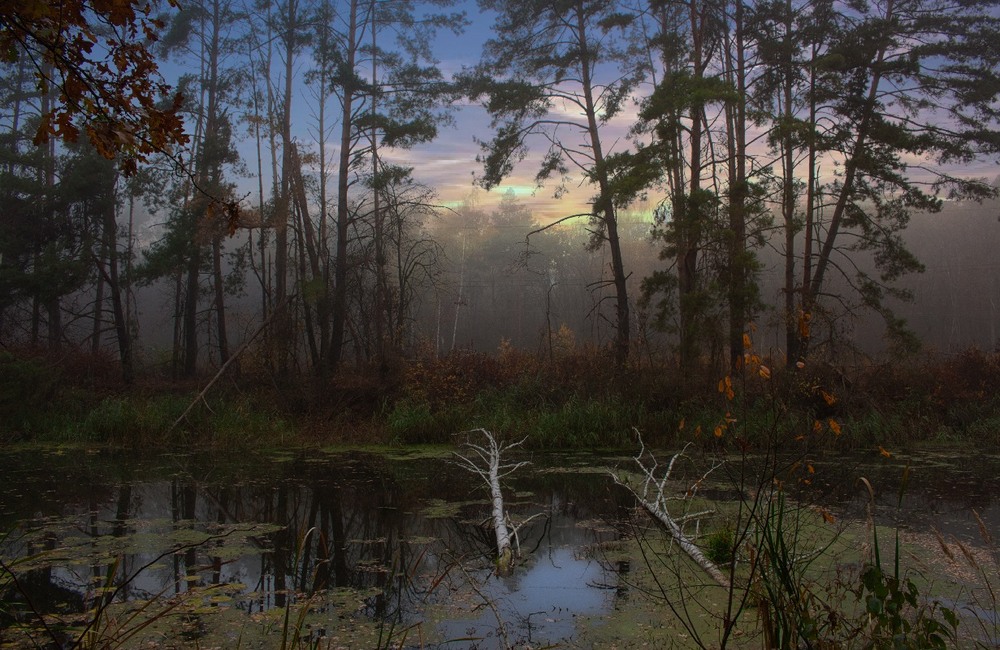 Фотографія Осінній вечір крив ліси соснові. / Volodymyr Shapoval VISt / photographers.ua