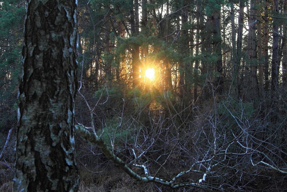 Фотографія Заблудилось сонце в лісі / Volodymyr Shapoval VISt / photographers.ua
