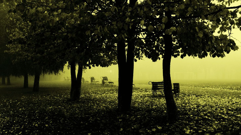 Фотографія По гарячим листям в ранішний туман. / Volodymyr Shapoval VISt / photographers.ua