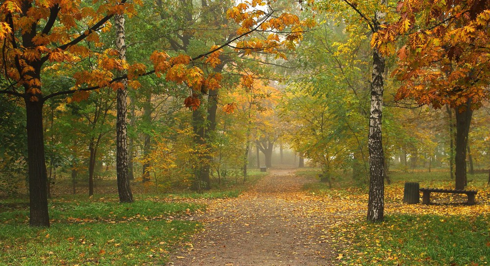 Фотографія Осень. Скамейка. И запах листвы. / Volodymyr Shapoval VISt / photographers.ua