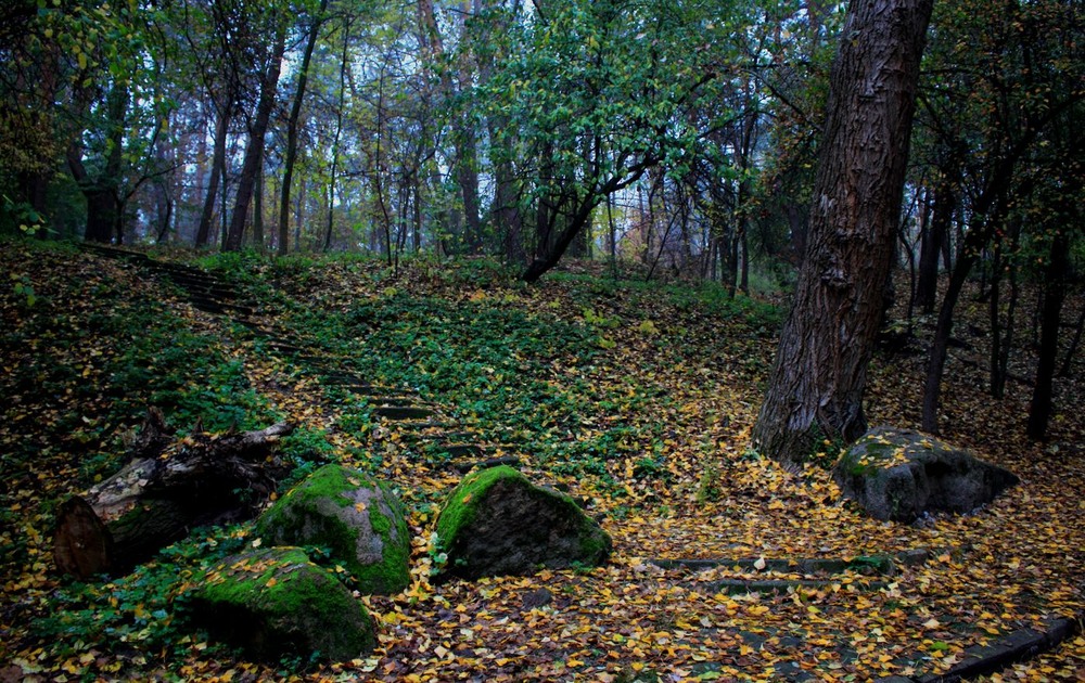 Фотографія Осінь листя  розтрусила. / Volodymyr Shapoval VISt / photographers.ua