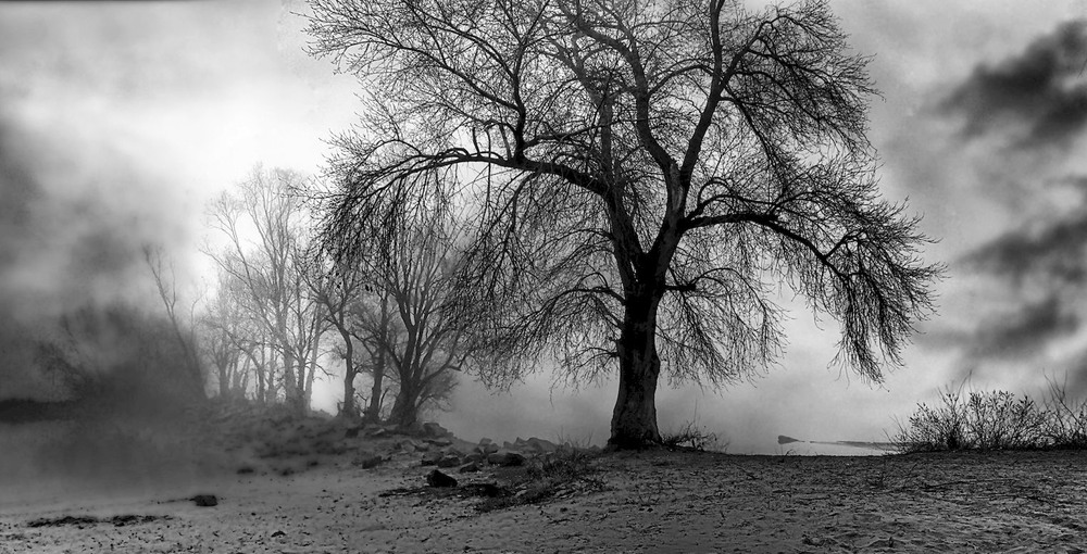 Фотографія А дерева не сплять, вони нас безлистим гіллям мовчки торкають за плечі / Volodymyr Shapoval VISt / photographers.ua