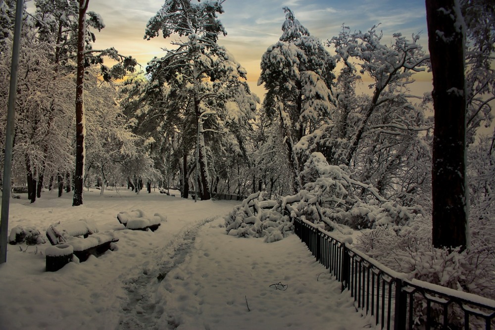 Фотографія Вечоріло ,стоять дерева в повній тишині. / Volodymyr Shapoval VISt / photographers.ua