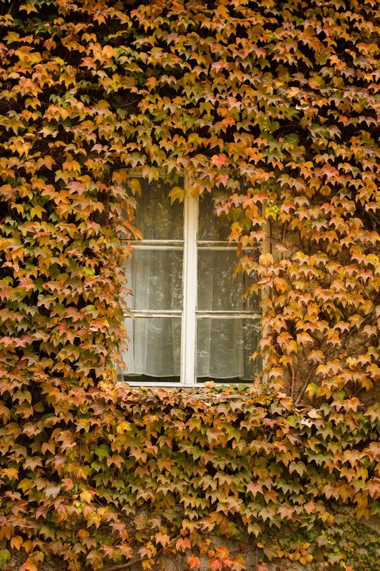 Фотографія Вікно у осінь / Ірина Ковальчик / photographers.ua