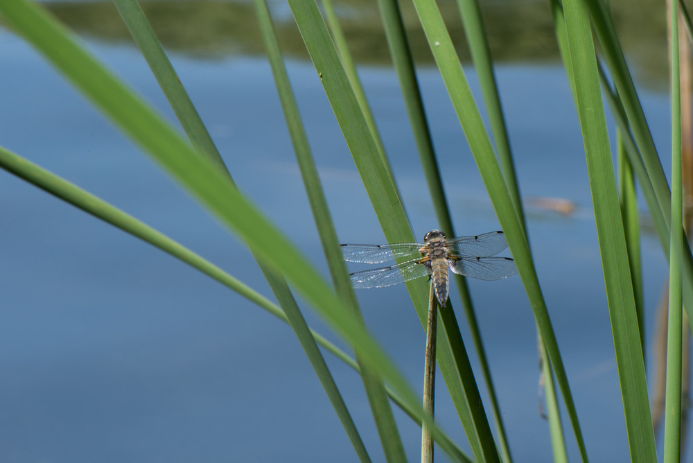 Фотографія dragonfly / Вадим / photographers.ua