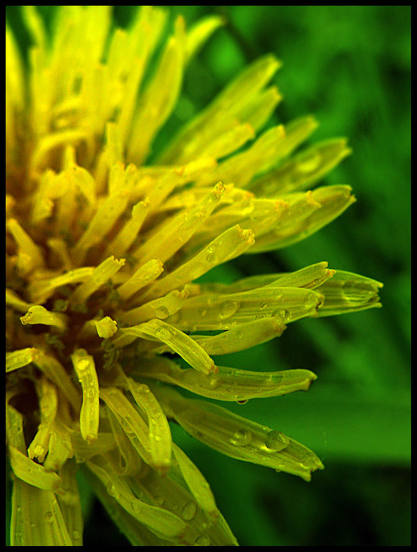 Фотографія Макро / Ольга Ткаченко / photographers.ua