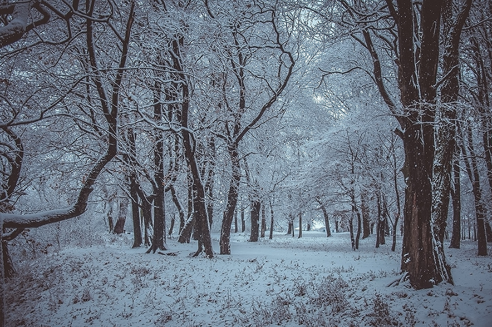 Фотографія Зимовий парк / Halyna Nechyporuk / photographers.ua