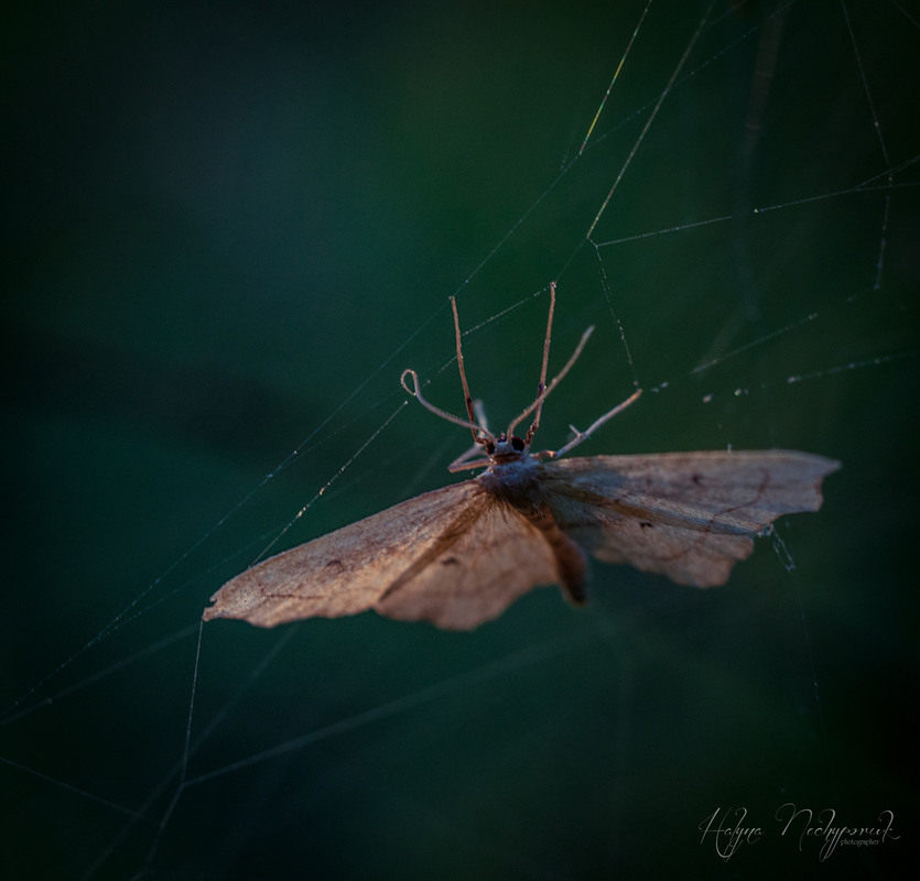 Фотографія Осінній метелик / Halyna Nechyporuk / photographers.ua