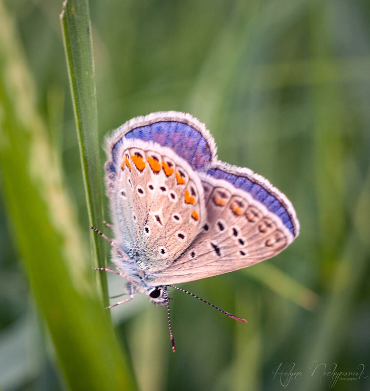 Фотографія Вечірній метелик / Halyna Nechyporuk / photographers.ua