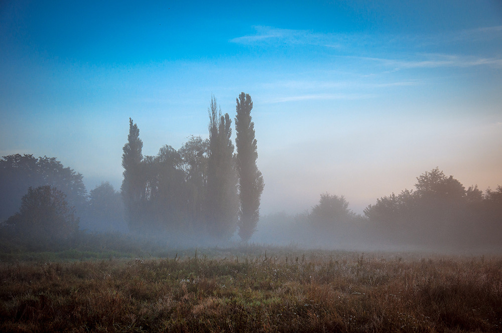 Фотографія Тополі в тумані / Halyna Nechyporuk / photographers.ua