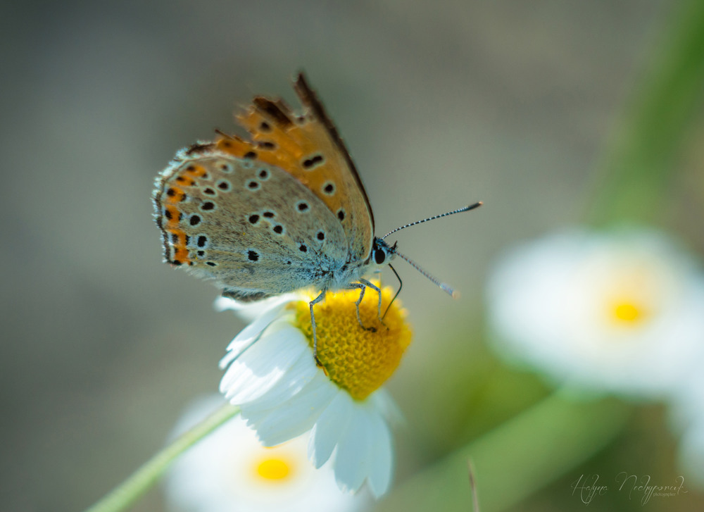 Фотографія Ромашковий метелик / Halyna Nechyporuk / photographers.ua