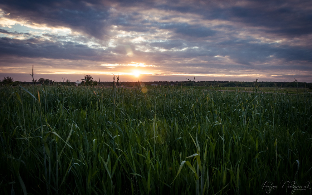 Фотографія Пшеничне поле / Halyna Nechyporuk / photographers.ua