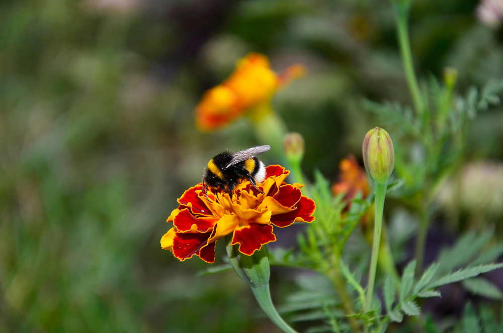 Фотографія Bumblebee / T.Jenina / photographers.ua
