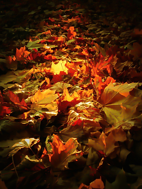 Фотографія Осень пришла..шепнул мне..ветер / Жанна / photographers.ua