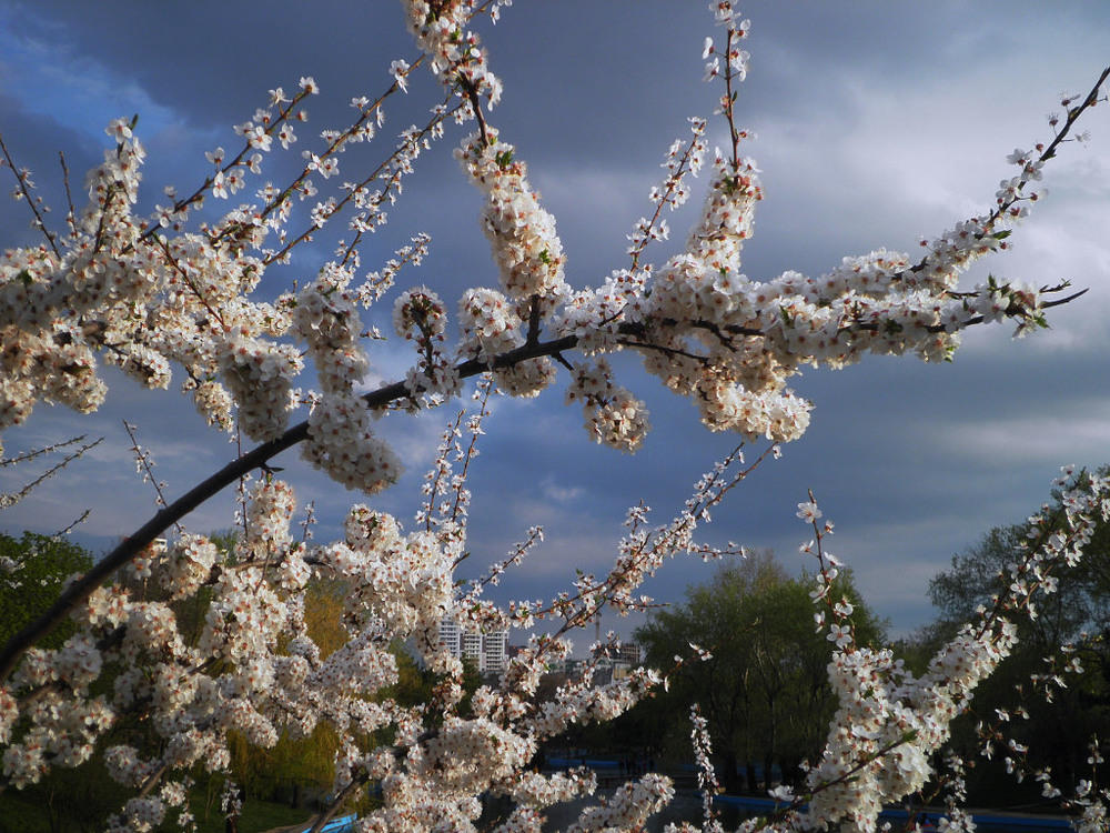 Фотографія Люблю грозу в начале мая) / Zhanna / photographers.ua