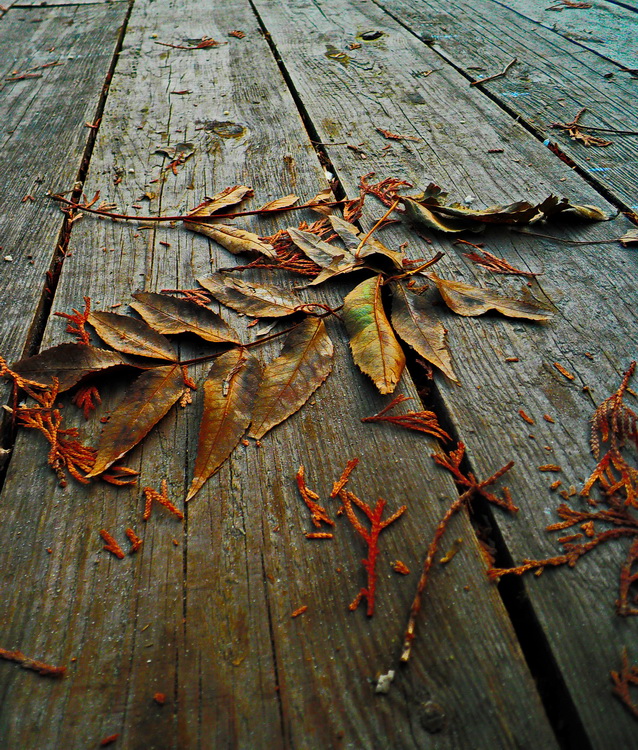 Фотографія Падают..падают листья.. / Zhanna / photographers.ua