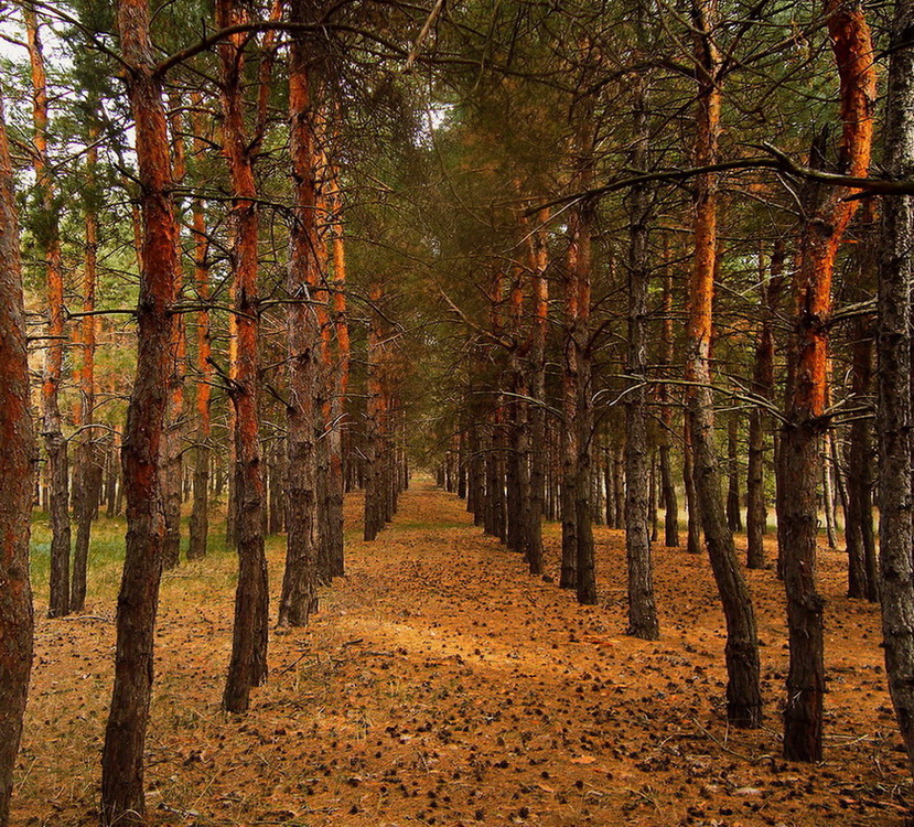 Фотографія Кінбурнська коса цього лісу вже немає..згорів..і затоплений / Жанна / photographers.ua