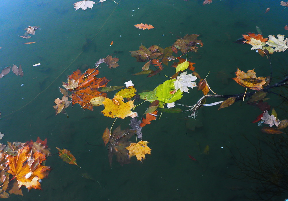 Фотографія Улетели листья с тополей... / Жанна / photographers.ua