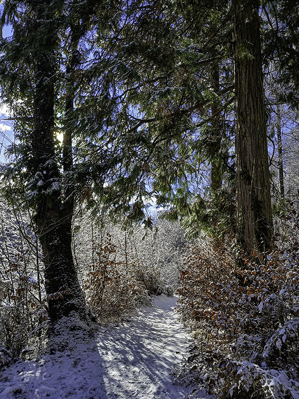 Фотографія Новорічна. / Андрій / photographers.ua