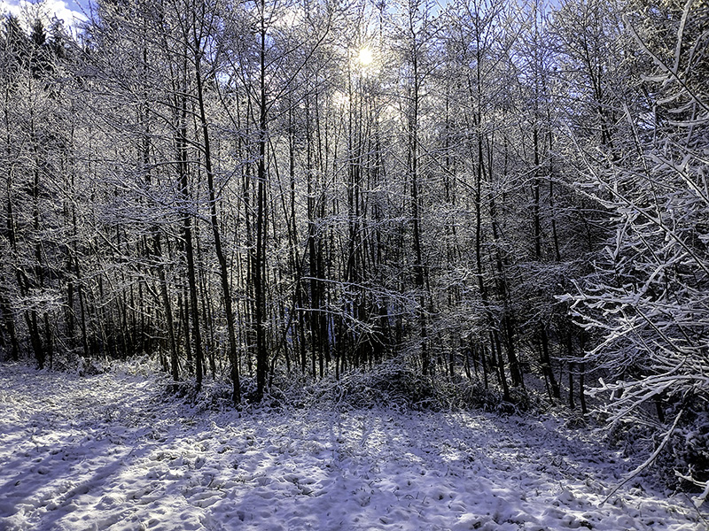 Фотографія Сонячна. / Андрій / photographers.ua