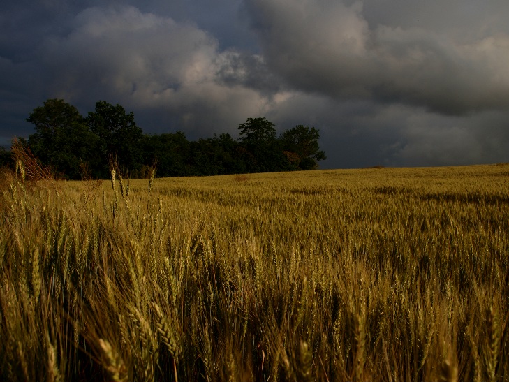 Фотографія Червнева. Літо 2013. / Андрій / photographers.ua