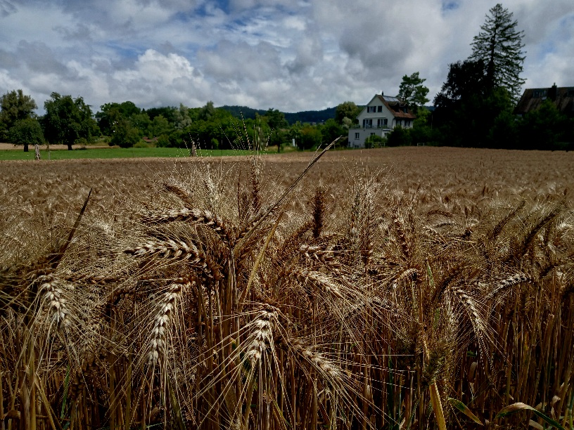 Фотографія Липнева. / Андрій / photographers.ua
