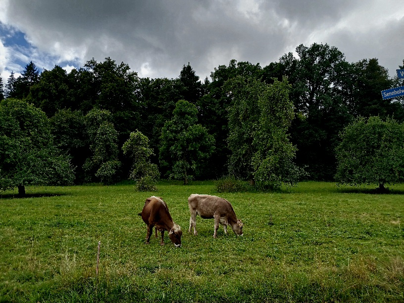 Фотографія Літня. / Андрій / photographers.ua