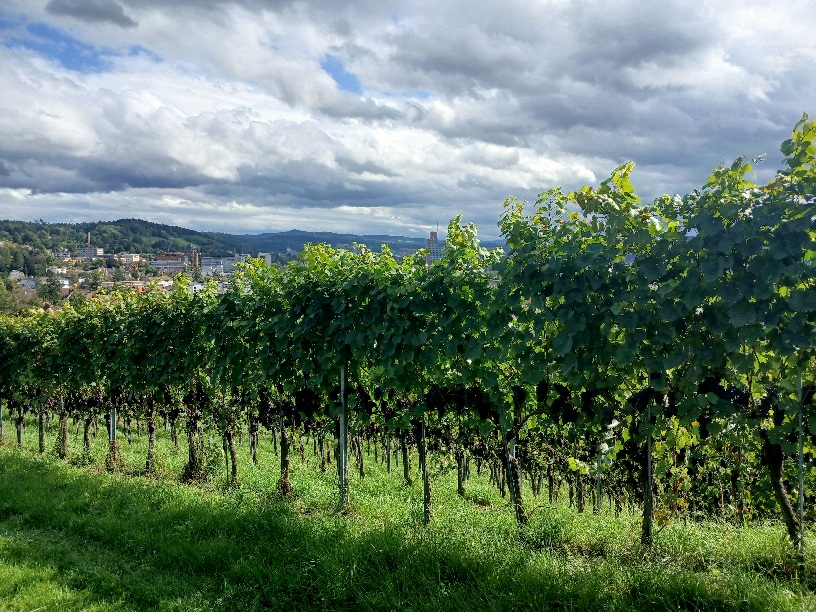 Фотографія Вереснева. / Андрій / photographers.ua