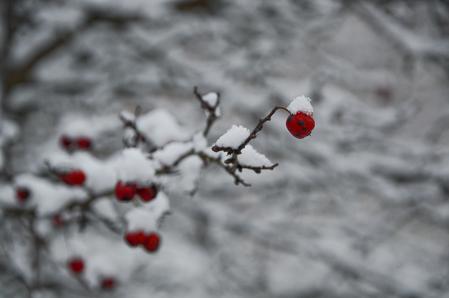 Фотографія Перший сніг. / Андрій / photographers.ua