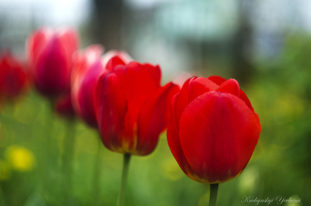 Фотографія Природа / Кучинський Женя / photographers.ua