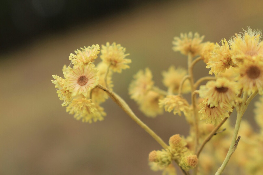 Фотографія Цветочки *_* / Юлия Белоусова / photographers.ua