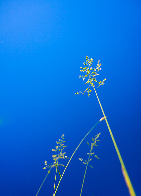 Фотографія Когда деревья были большими / Браенко Виктор / photographers.ua