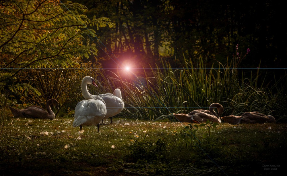 Фотографія Інший світ / Оксана Хорхолюк / photographers.ua