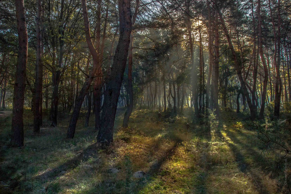 Фотографія Пригоди фотографів у містичному лісі / Оксана Хорхолюк / photographers.ua