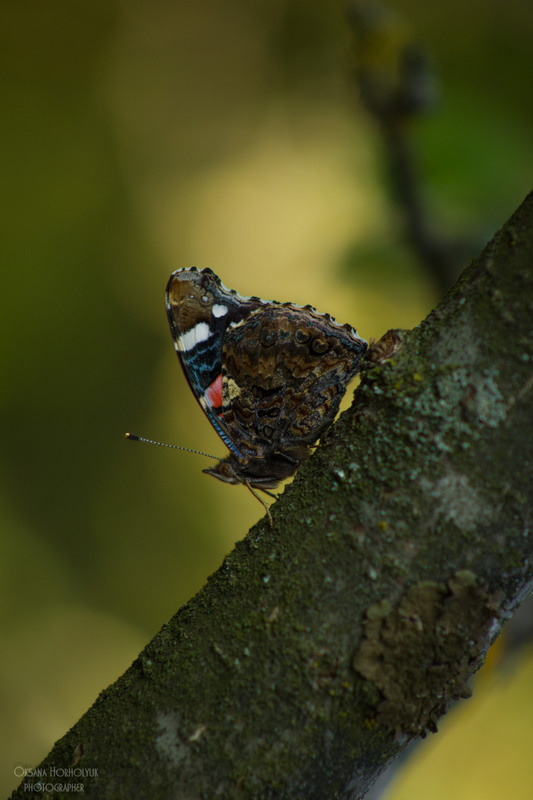 Фотографія Butterfly / Оксана Хорхолюк / photographers.ua