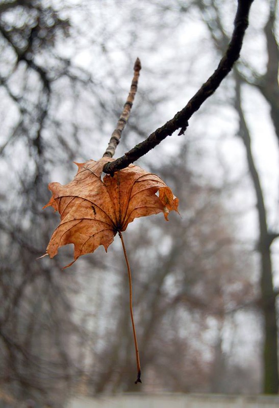 Фотографія Осінь, листопад... / Kunnova Elena / photographers.ua