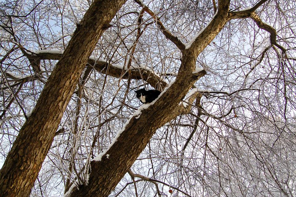 Фотографія Сидящий на дереве / Kunnova Elena / photographers.ua