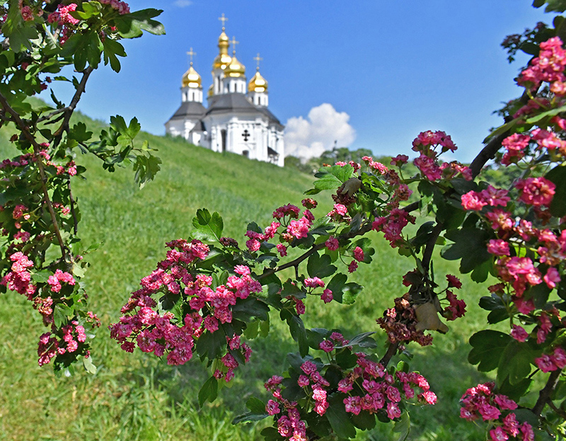 Фотографія В обрамленні глоду / Kunnova Elena / photographers.ua