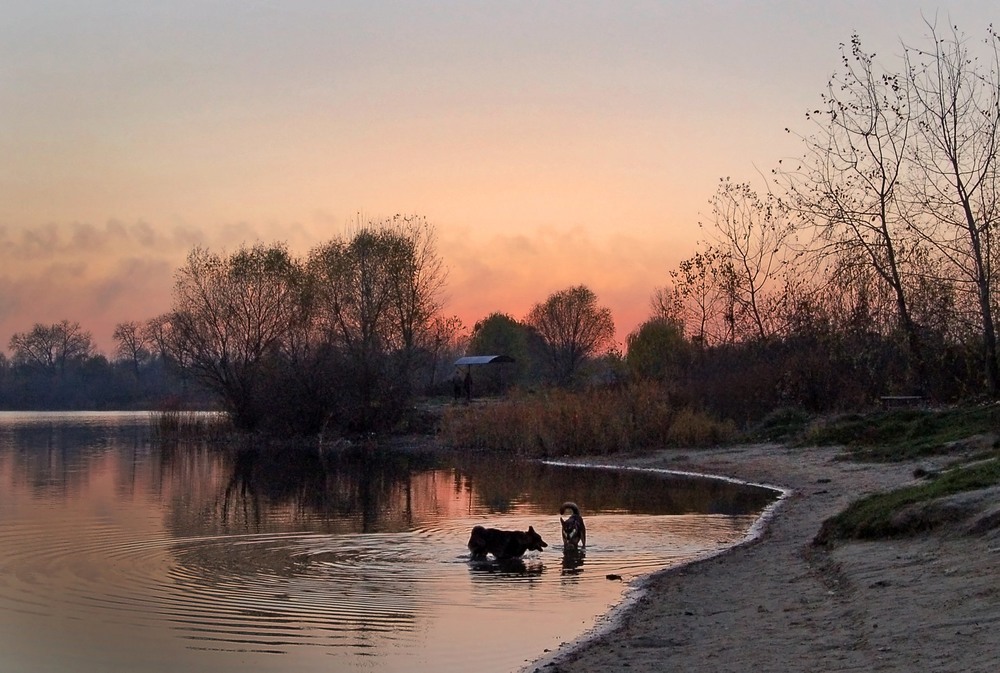 Фотографія Купание собак / Kunnova Elena / photographers.ua